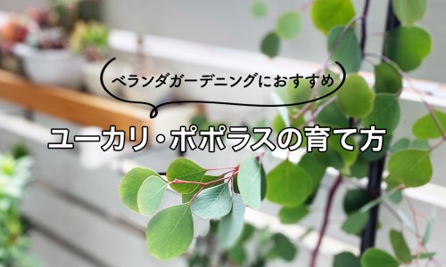 头孢分散片主治网-分享头孢分散片效果好吗，头孢分散片的用法用量知识库